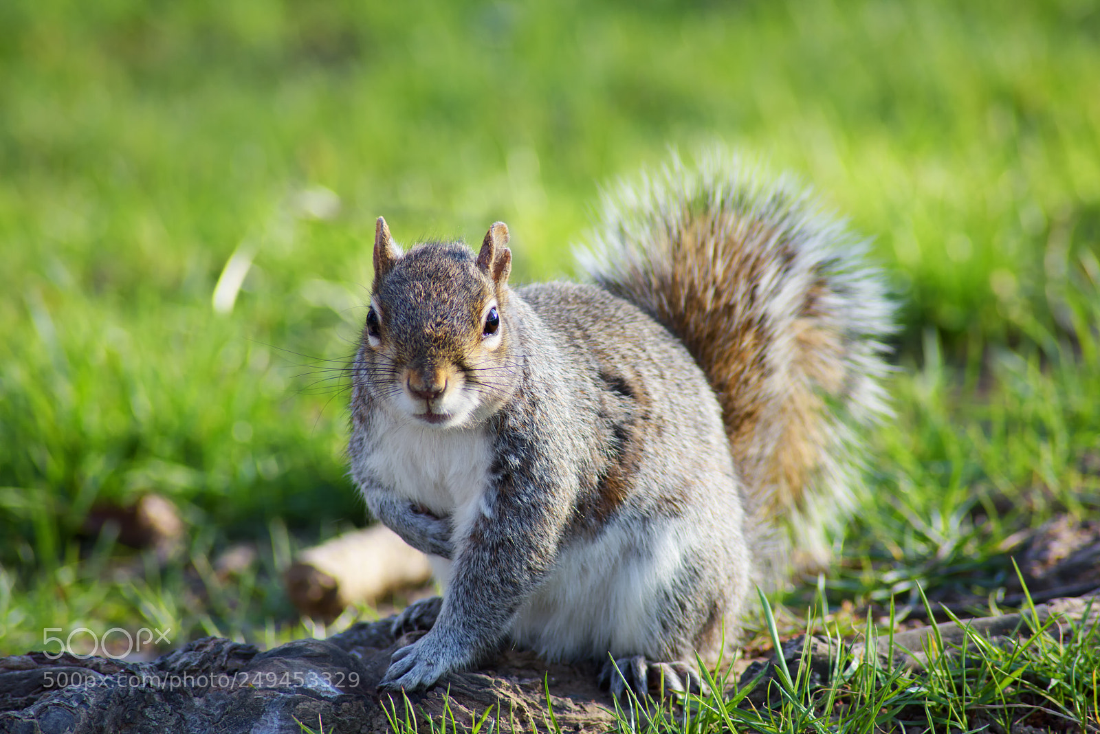 Nikon D810 sample photo. Squirrel photography