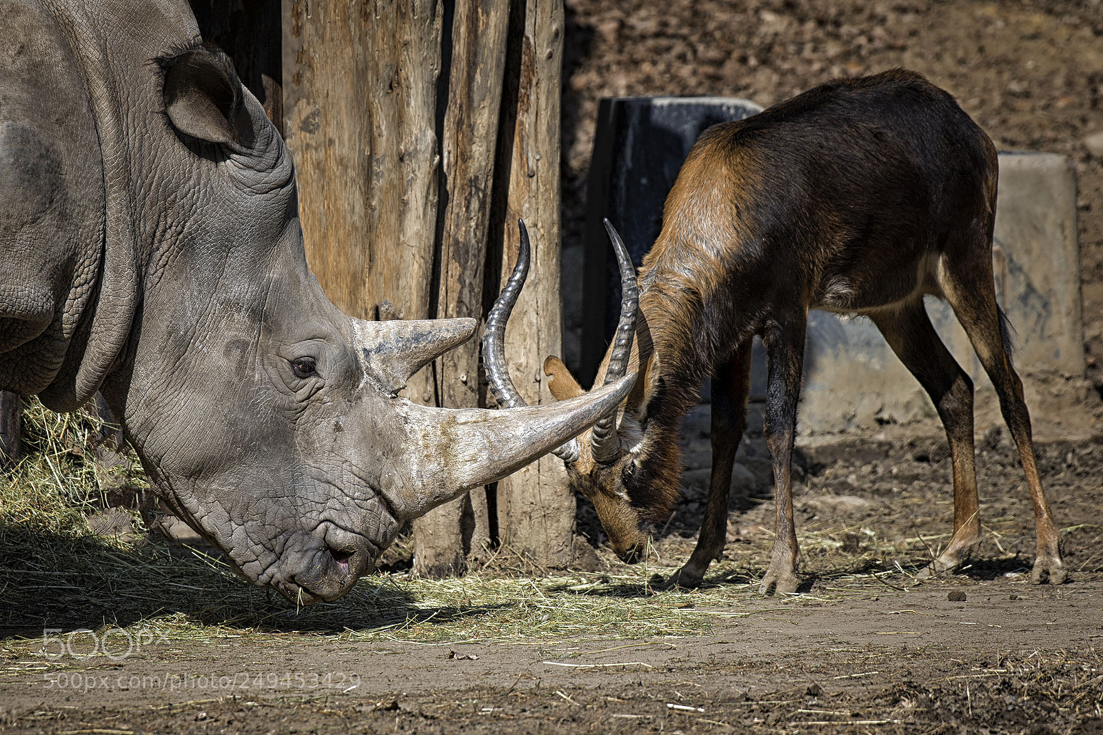 Nikon D7200 sample photo. Nosorožec vs. buvolec photography