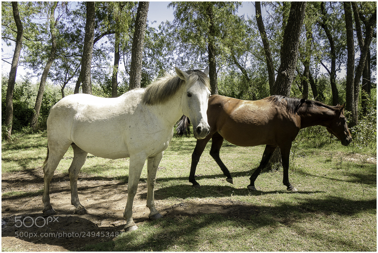 Sony Cyber-shot DSC-RX100 sample photo. Las yeguas photography