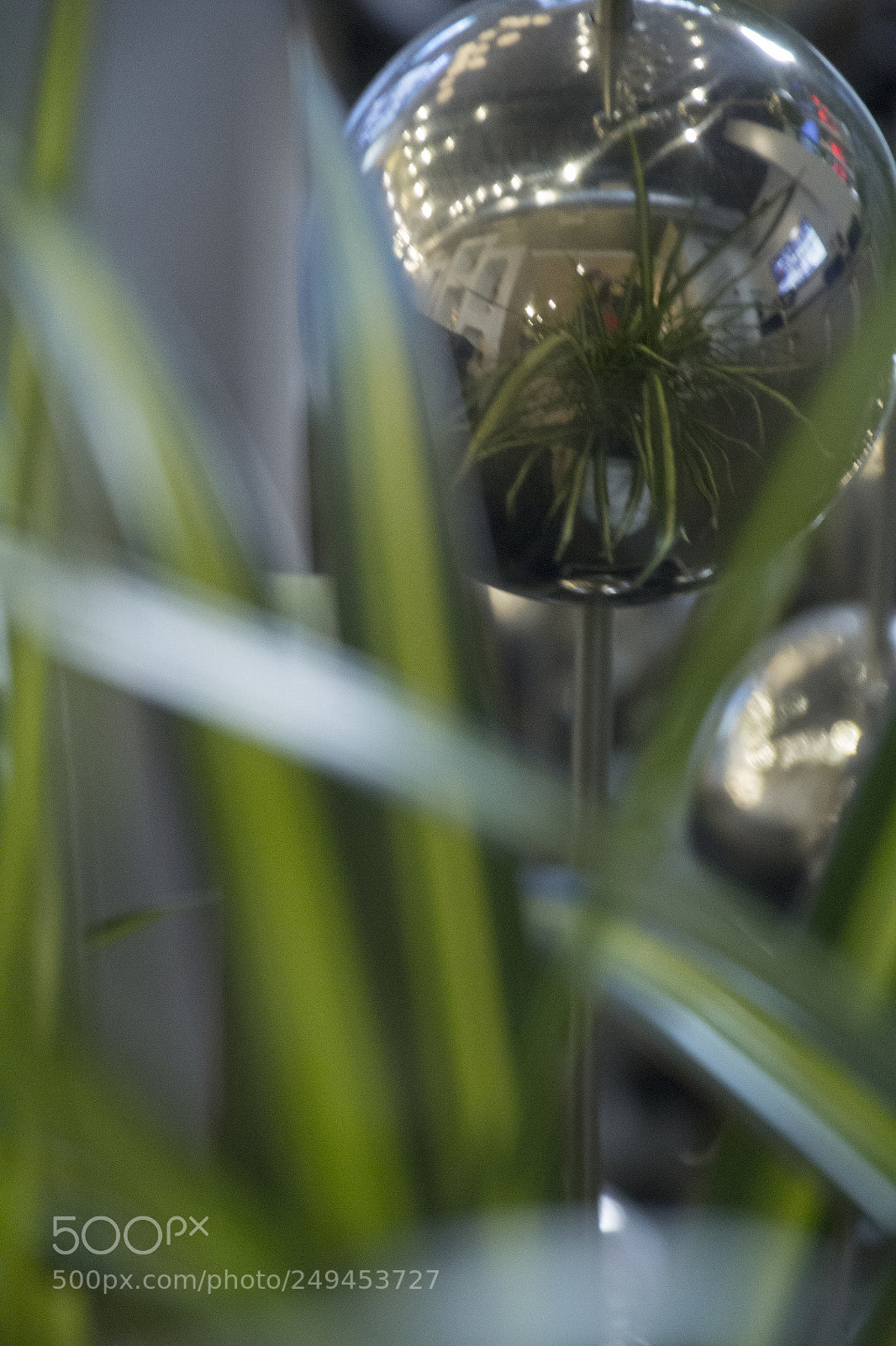 Canon EOS 1200D (EOS Rebel T5 / EOS Kiss X70 / EOS Hi) sample photo. Plant reflection in ornament. photography