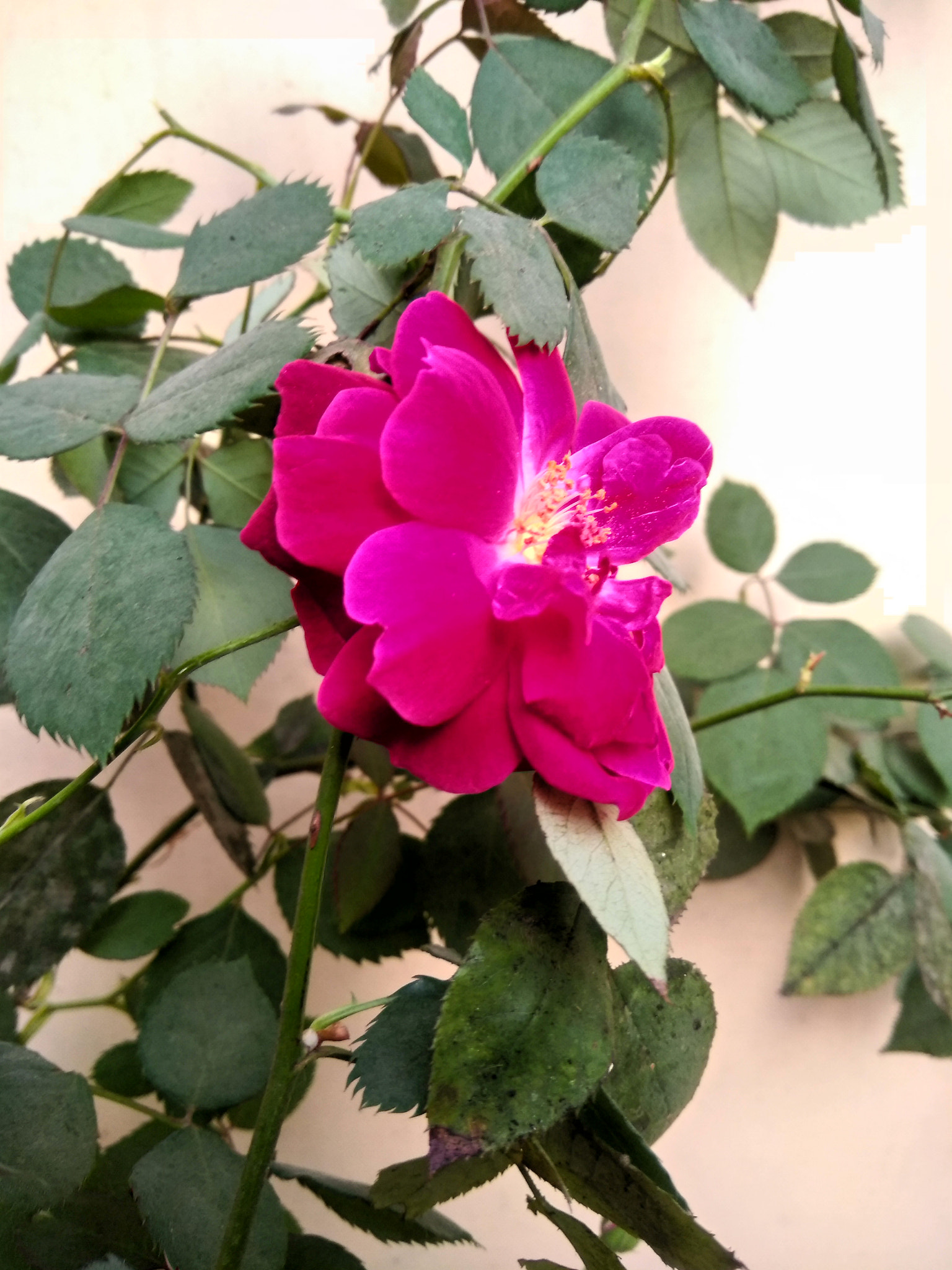 LeMobile Le X526 sample photo