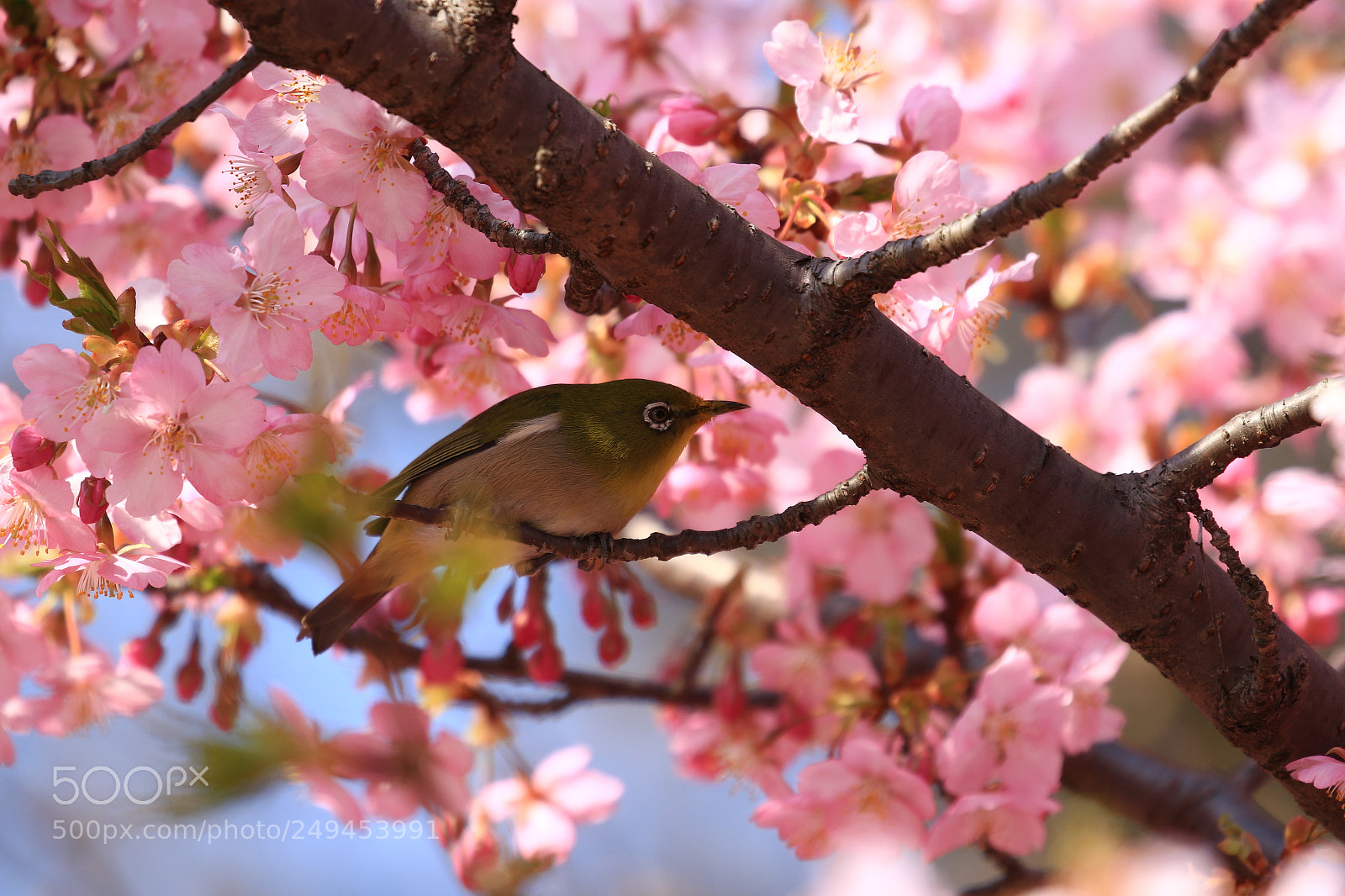 Canon EOS 7D Mark II sample photo. かくれんぼ kawazu-zakura photography