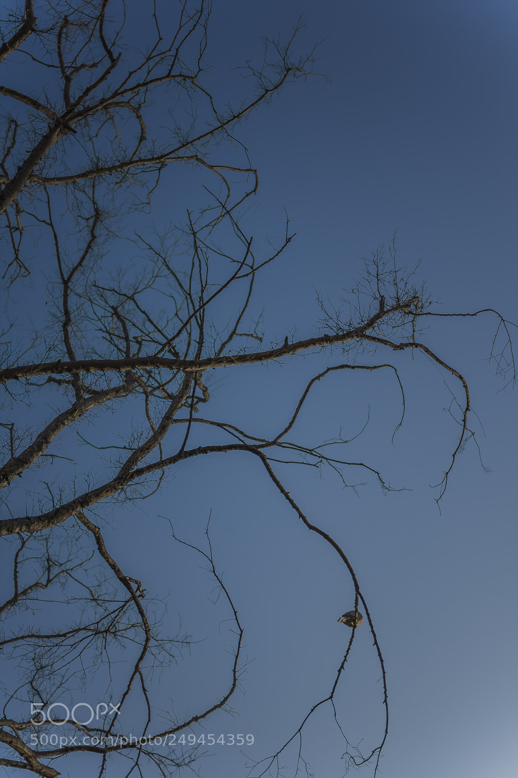 Nikon D7200 sample photo. Blue sky photography