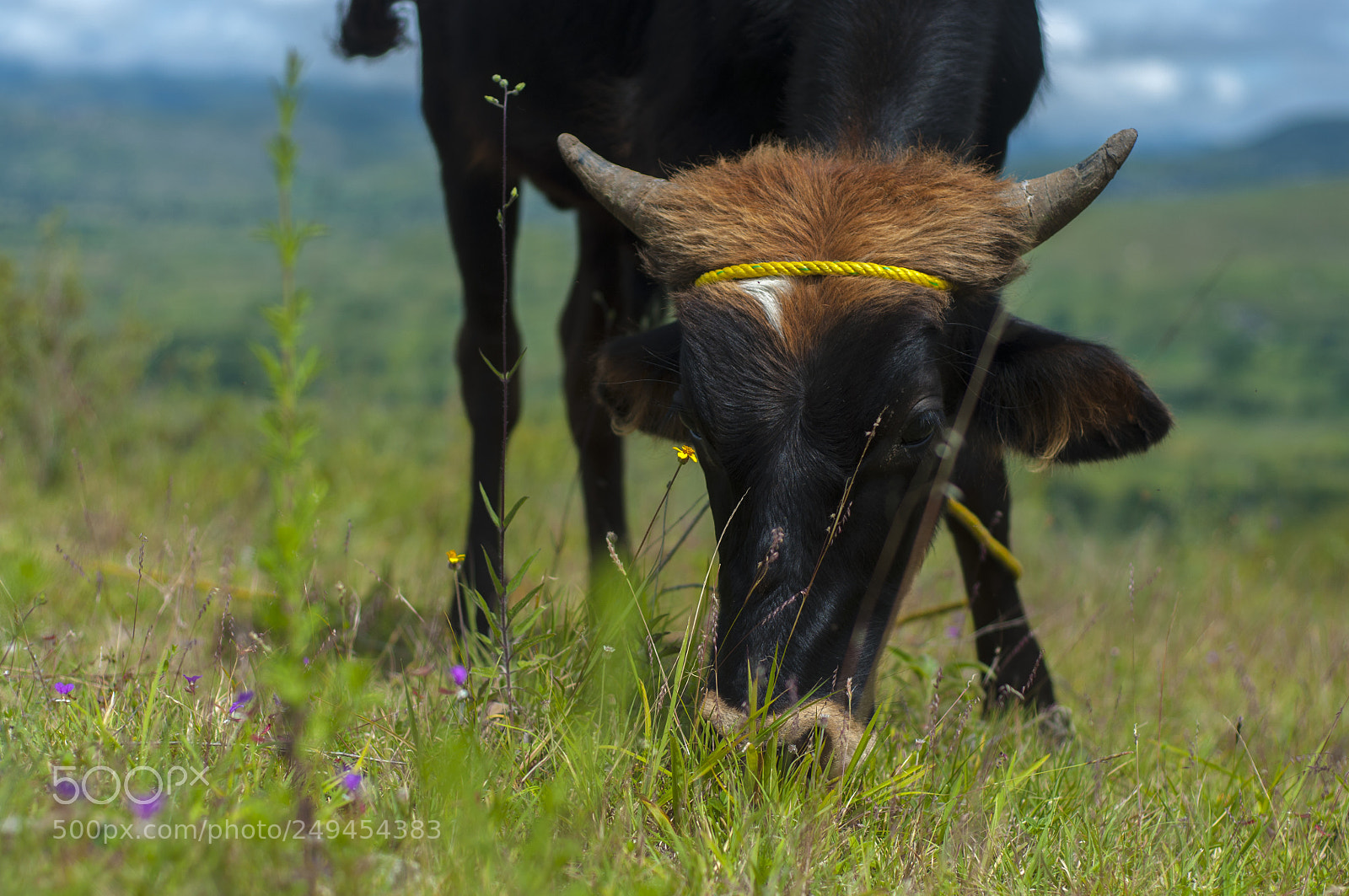Nikon D90 sample photo. Vaca photography