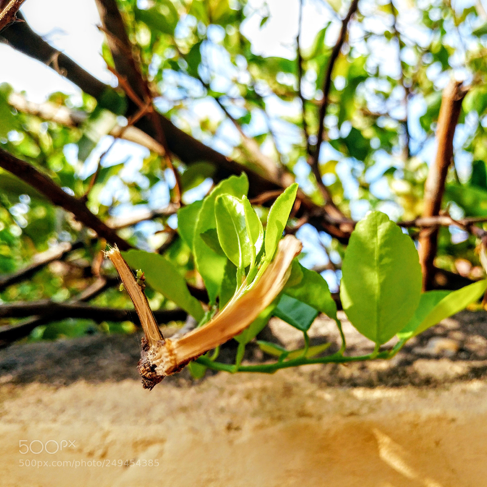 LG G5 sample photo. #lime photography
