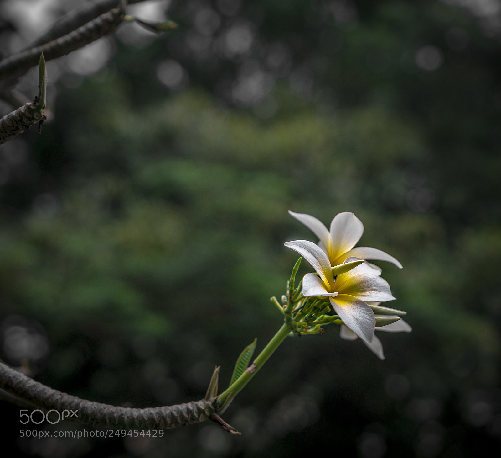 Sony a6000 sample photo. An unexpected flower photography