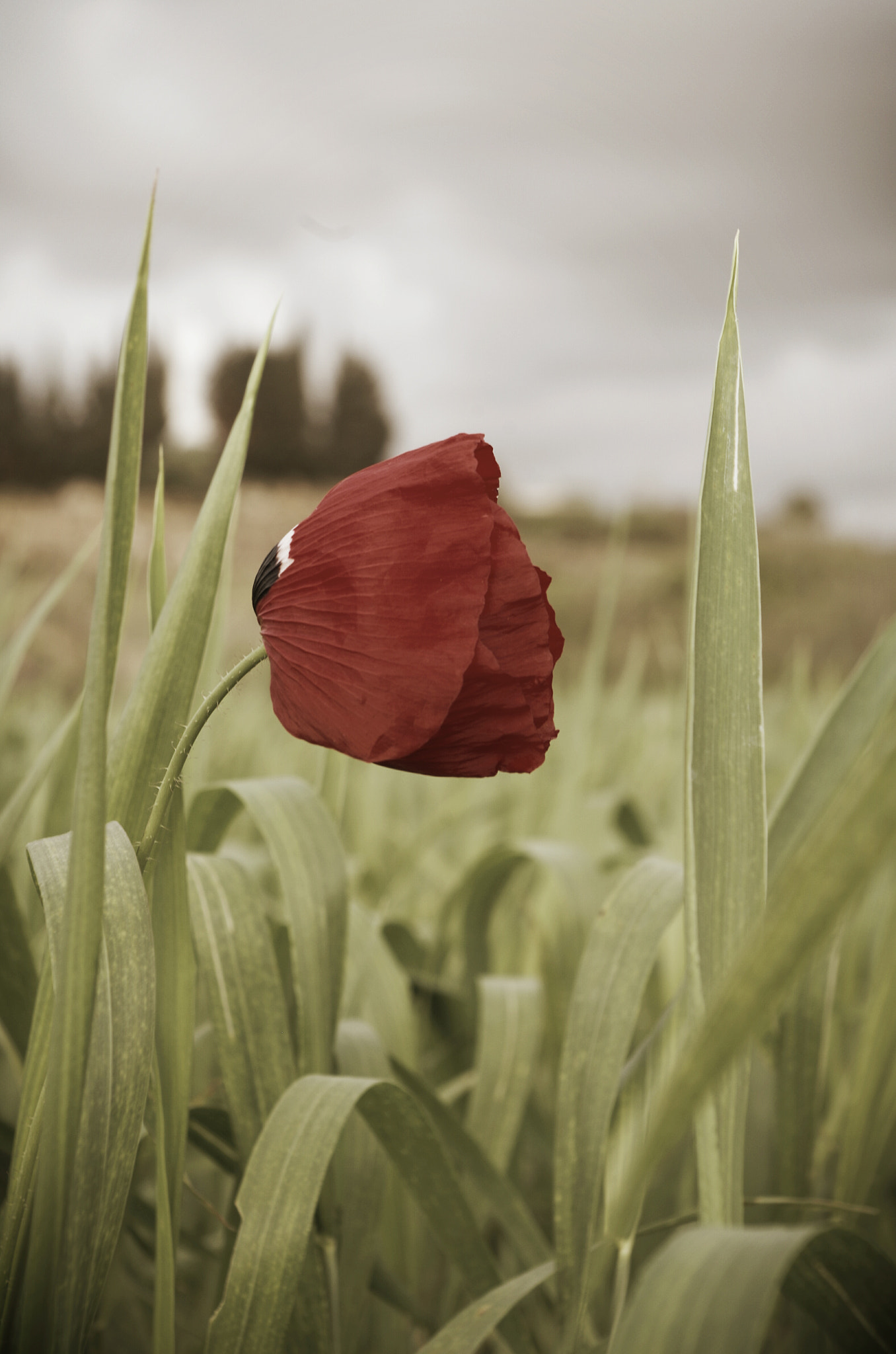 Pentax K-50 sample photo. Poppy photography
