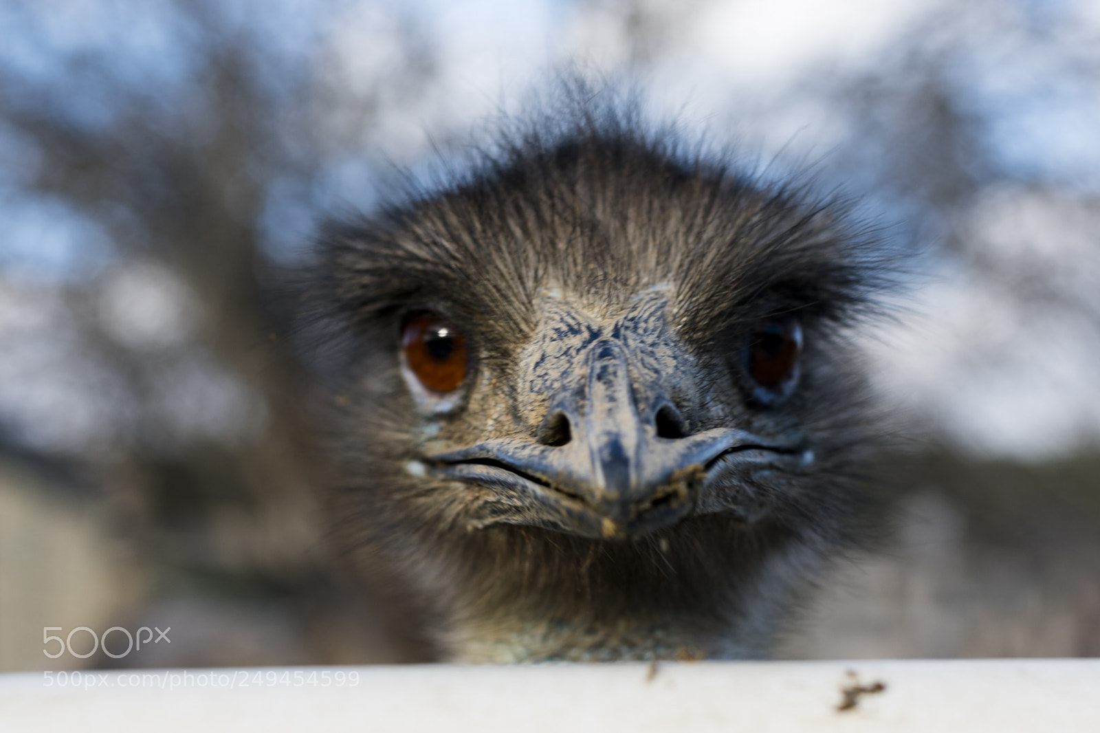 Nikon D3400 sample photo. Emu potrait photography