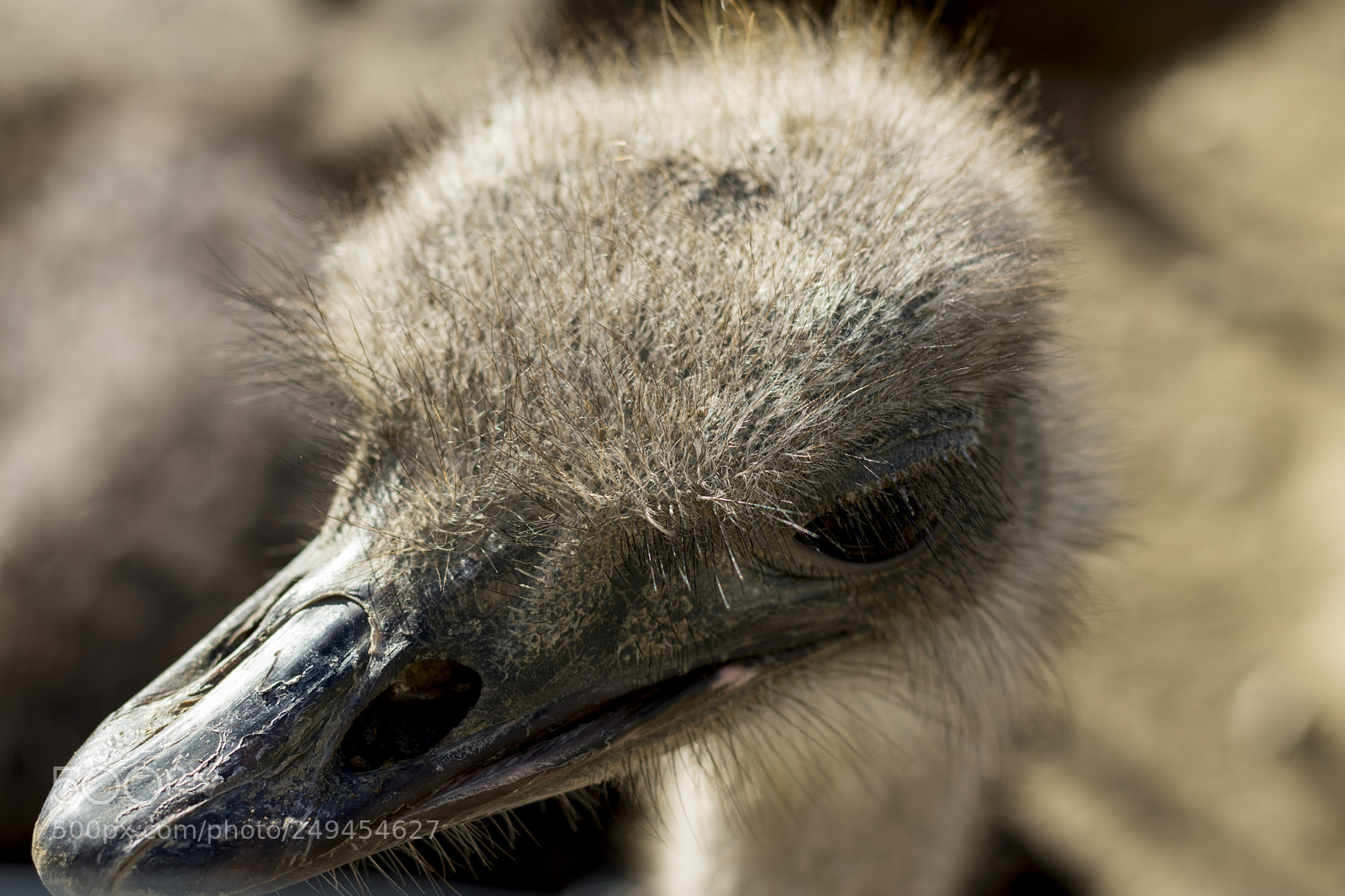 Nikon D3400 sample photo. Ostrich photography