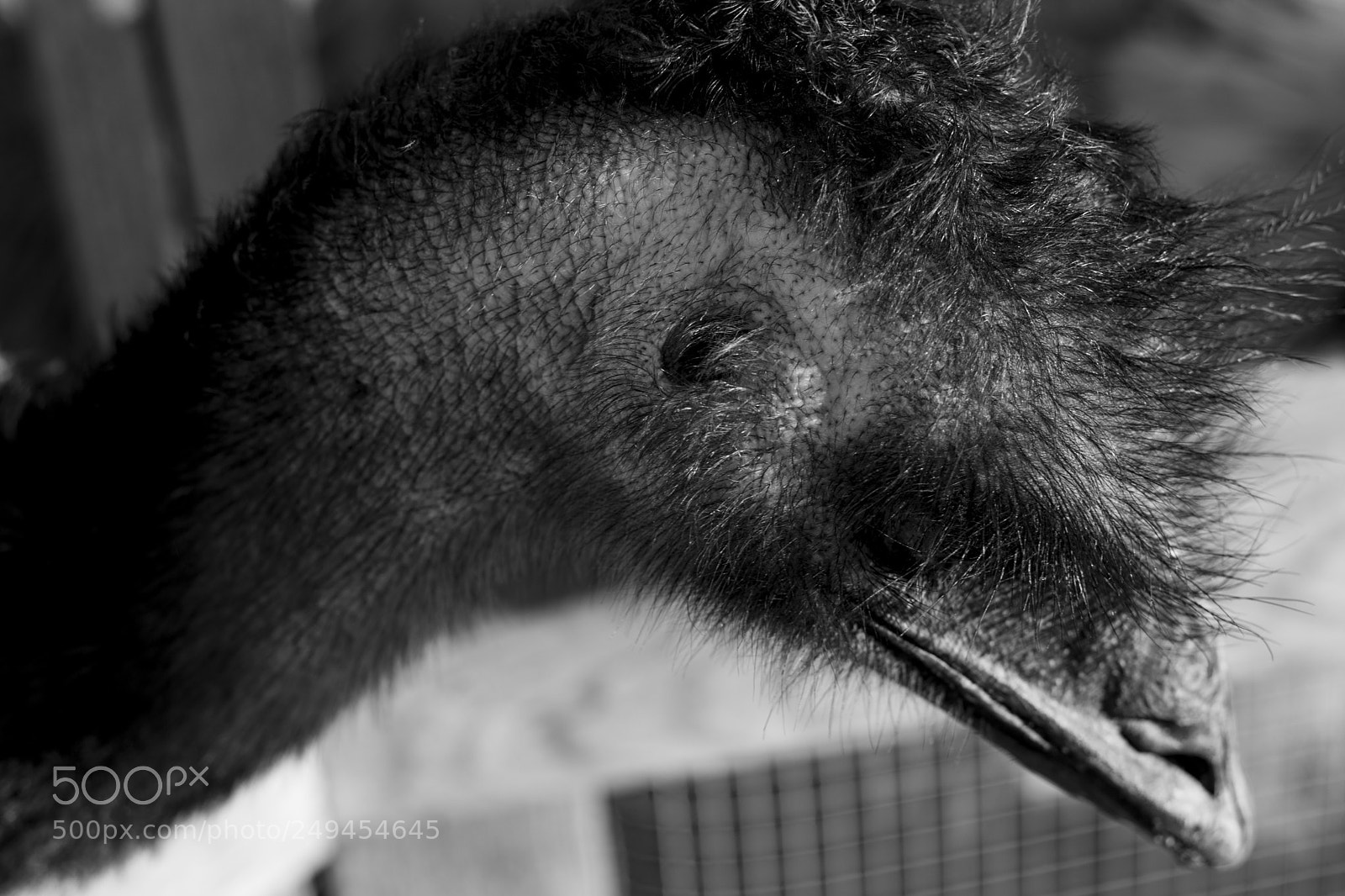 Nikon D3400 sample photo. Emu rockstar photography