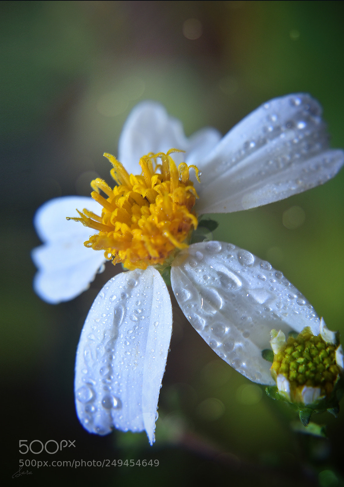 Nikon D7200 sample photo. 여화 photography