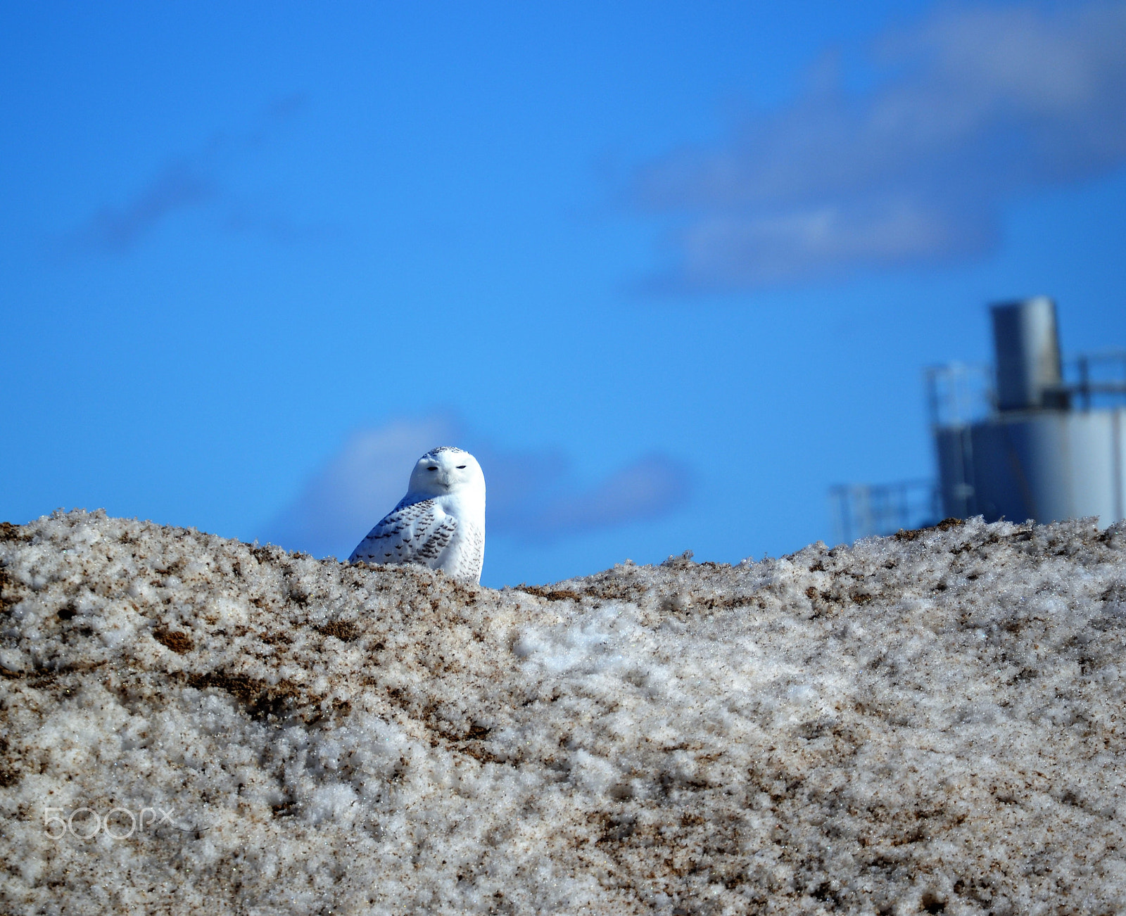 Nikon D3100 sample photo. Snow owl photography