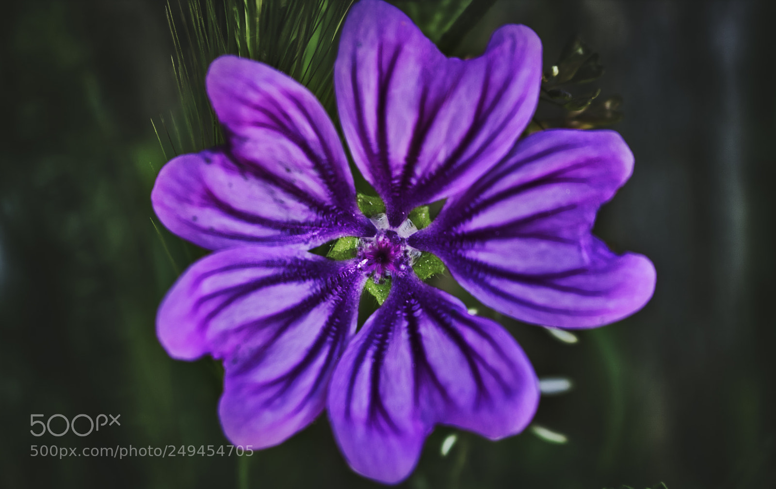Canon EOS 750D (EOS Rebel T6i / EOS Kiss X8i) sample photo. Violet photography