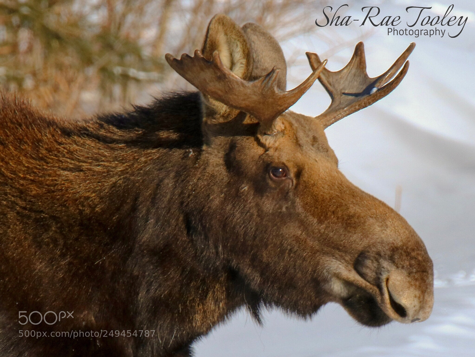 Canon EOS 750D (EOS Rebel T6i / EOS Kiss X8i) sample photo. Bull moose photography