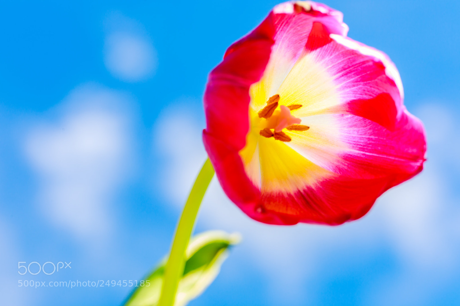 Canon EOS 5D Mark IV sample photo. Sunlit spring tulip photography