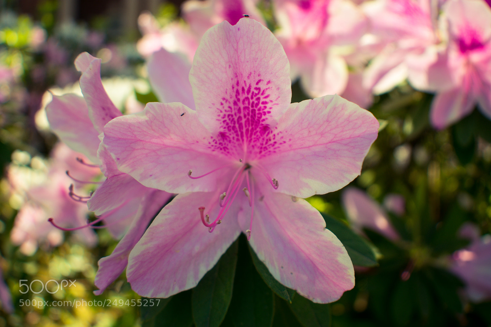 Nikon D3400 sample photo. Azalea photography