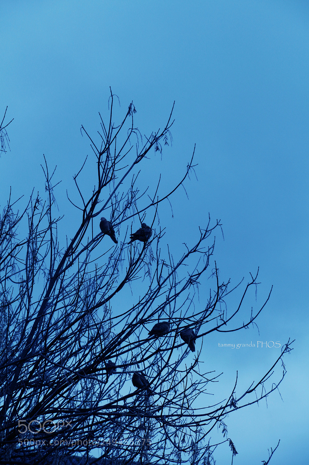 Canon EOS 700D (EOS Rebel T5i / EOS Kiss X7i) sample photo. Loving blue.. photography