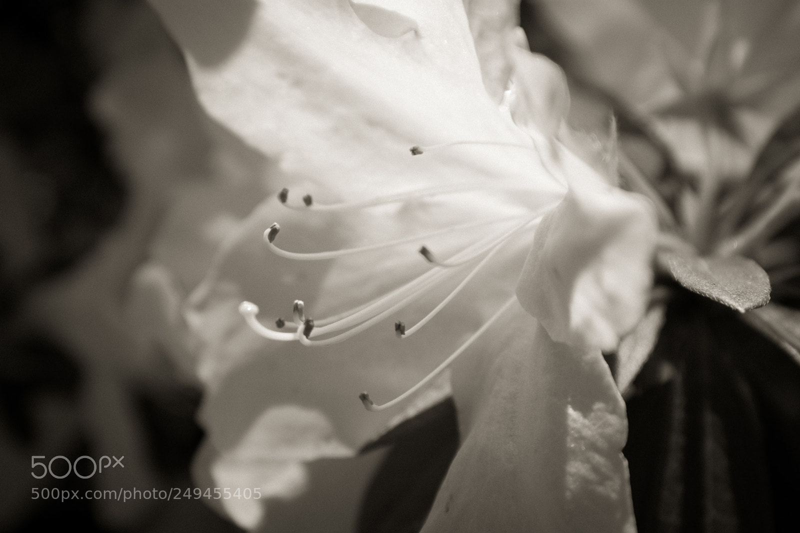 Nikon D3400 sample photo. Azalea 2 photography