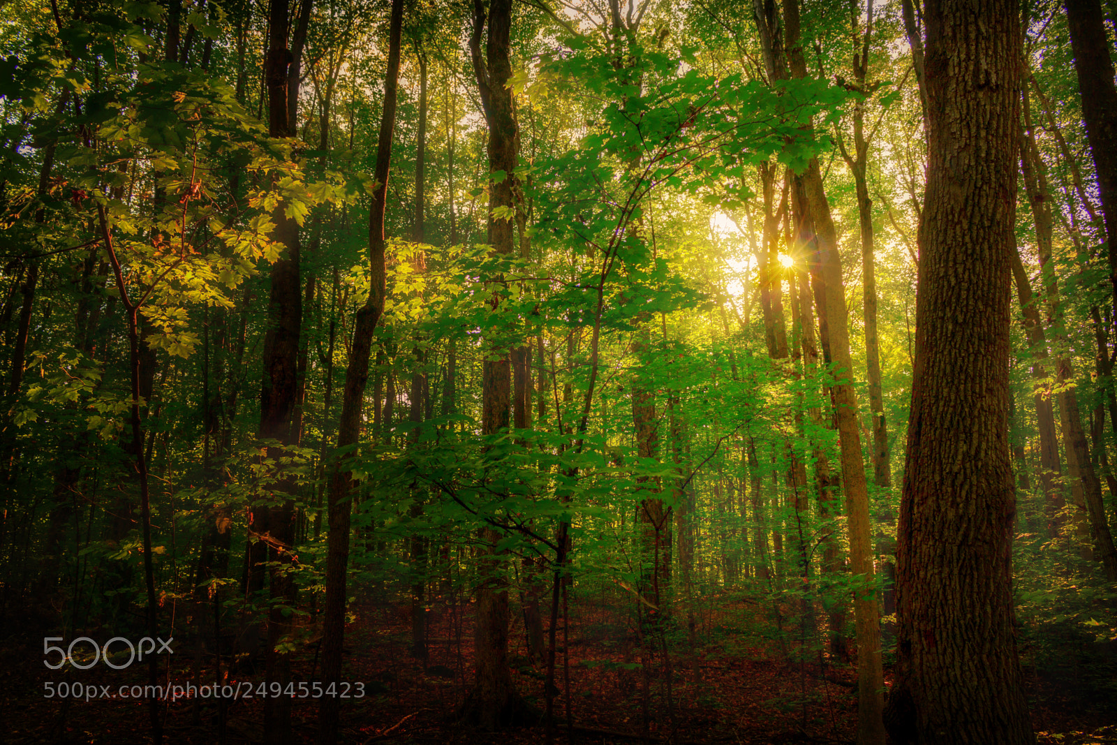 Canon EOS 70D sample photo. Forest photography