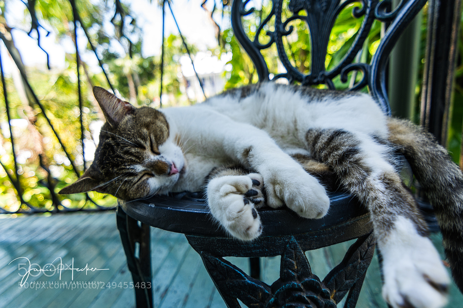 Nikon D7200 sample photo. Hemingway's cat photography