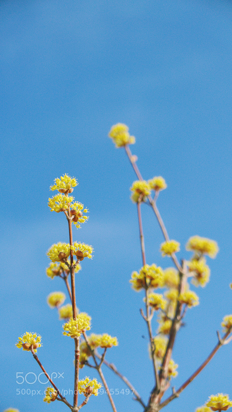 Panasonic Lumix DMC-LX100 sample photo. Bloom to the sky photography