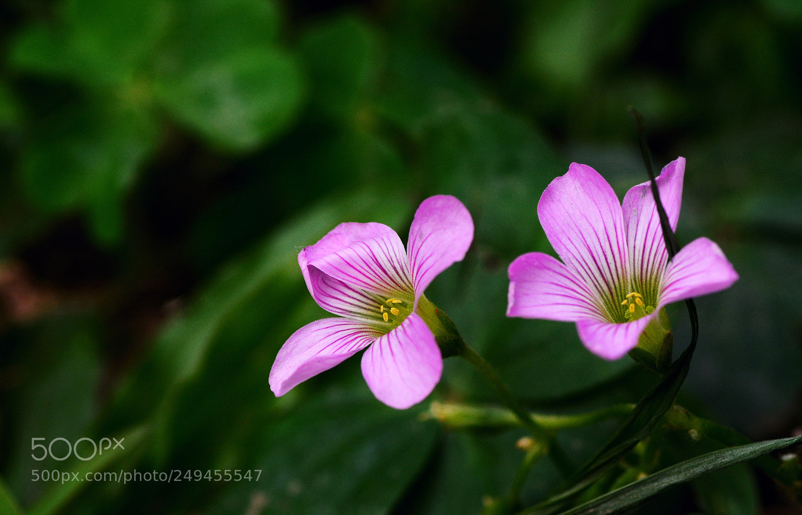 Nikon D7100 sample photo. Untitled photography