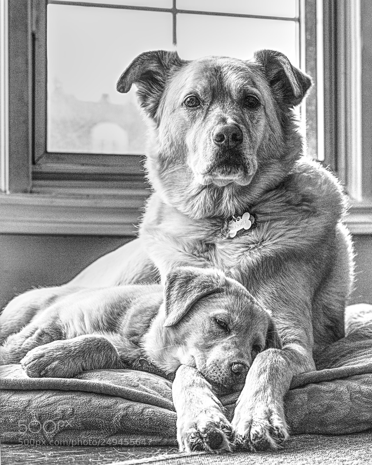Canon EOS 60D sample photo. Barney toby bw photography
