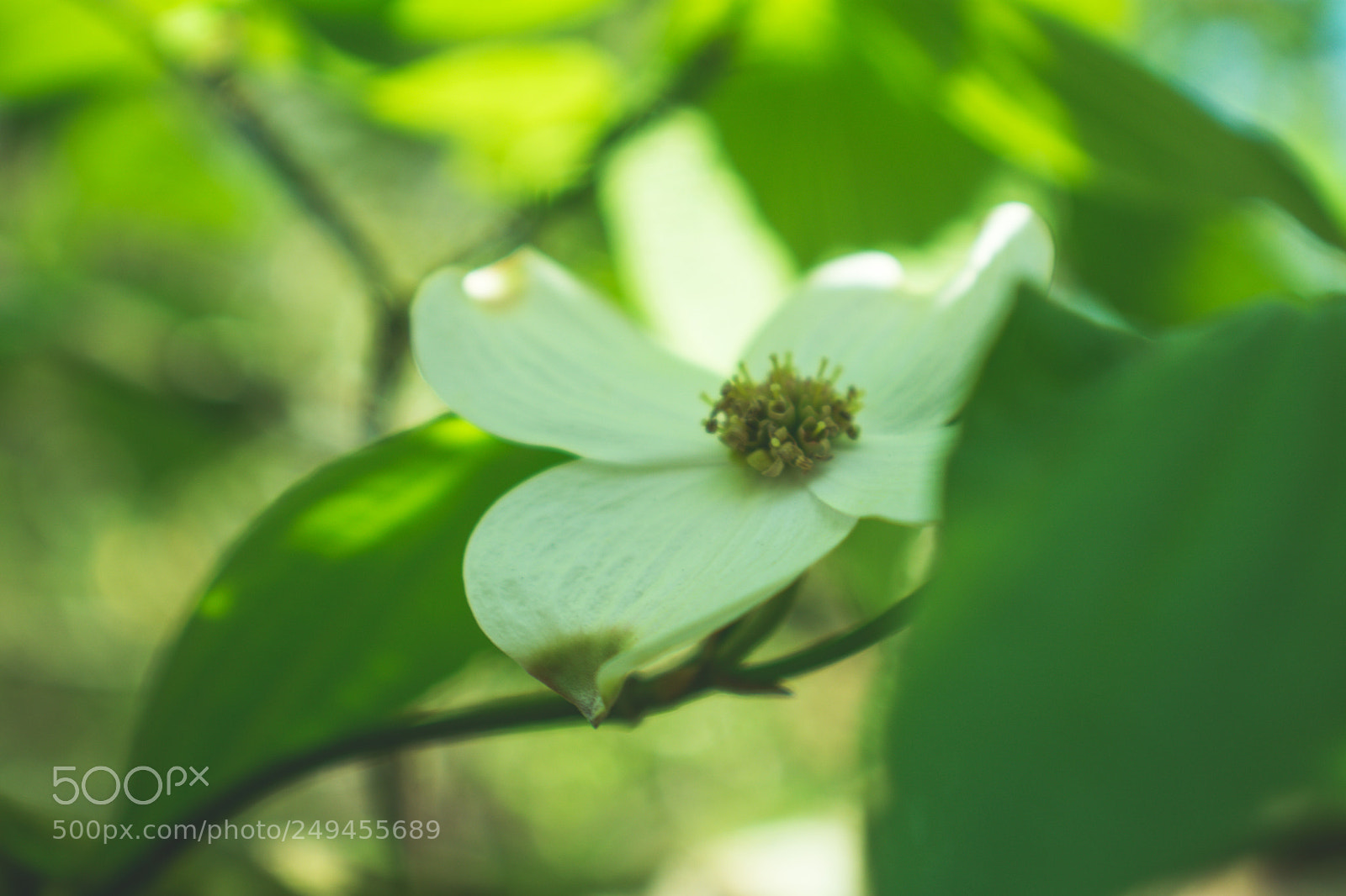 Nikon D3400 sample photo. Dogwood photography
