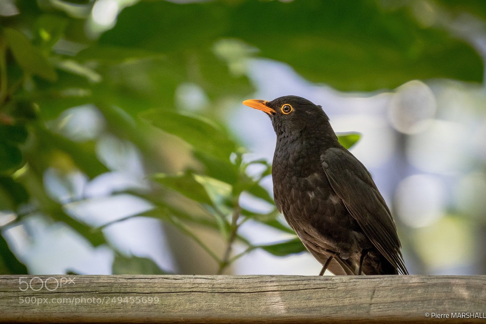 Nikon D500 sample photo. Eurasian blackbird photography