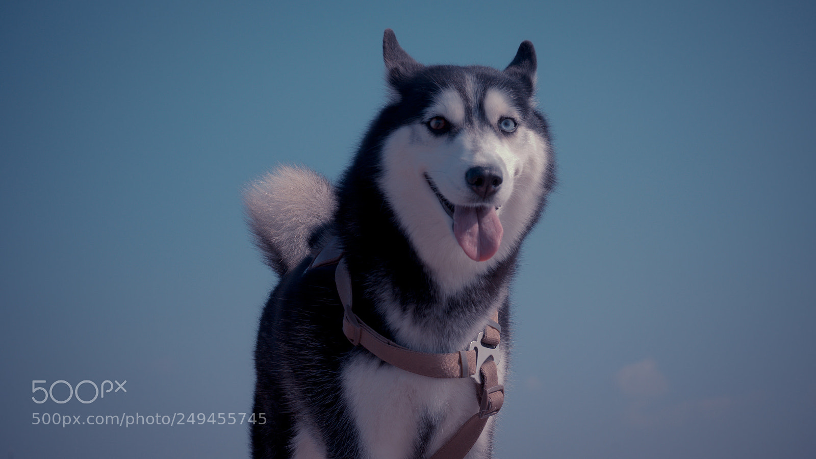 Panasonic Lumix DMC-GX85 (Lumix DMC-GX80 / Lumix DMC-GX7 Mark II) sample photo. Dog photography