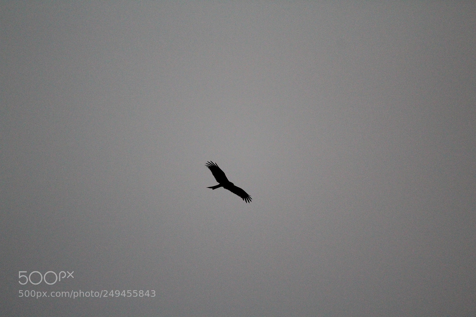 Canon EF-S 55-250mm F4-5.6 IS II sample photo. Untitled photography