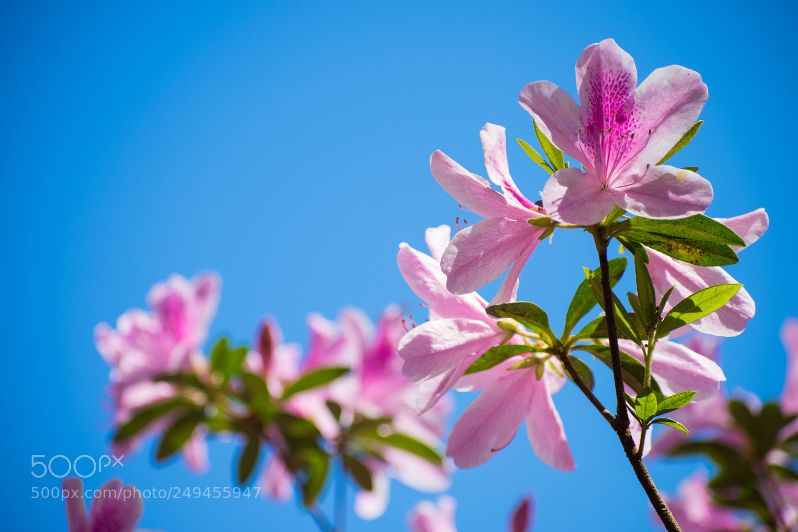 Nikon D3400 sample photo. Spring has sprung photography