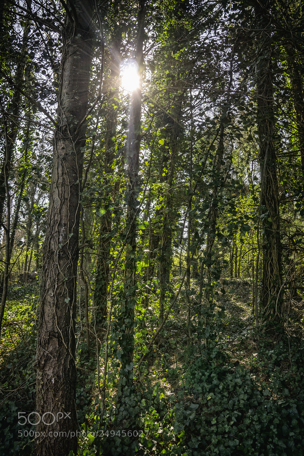 Sony a6000 sample photo. Jungle-like, 2018.03.15 photography