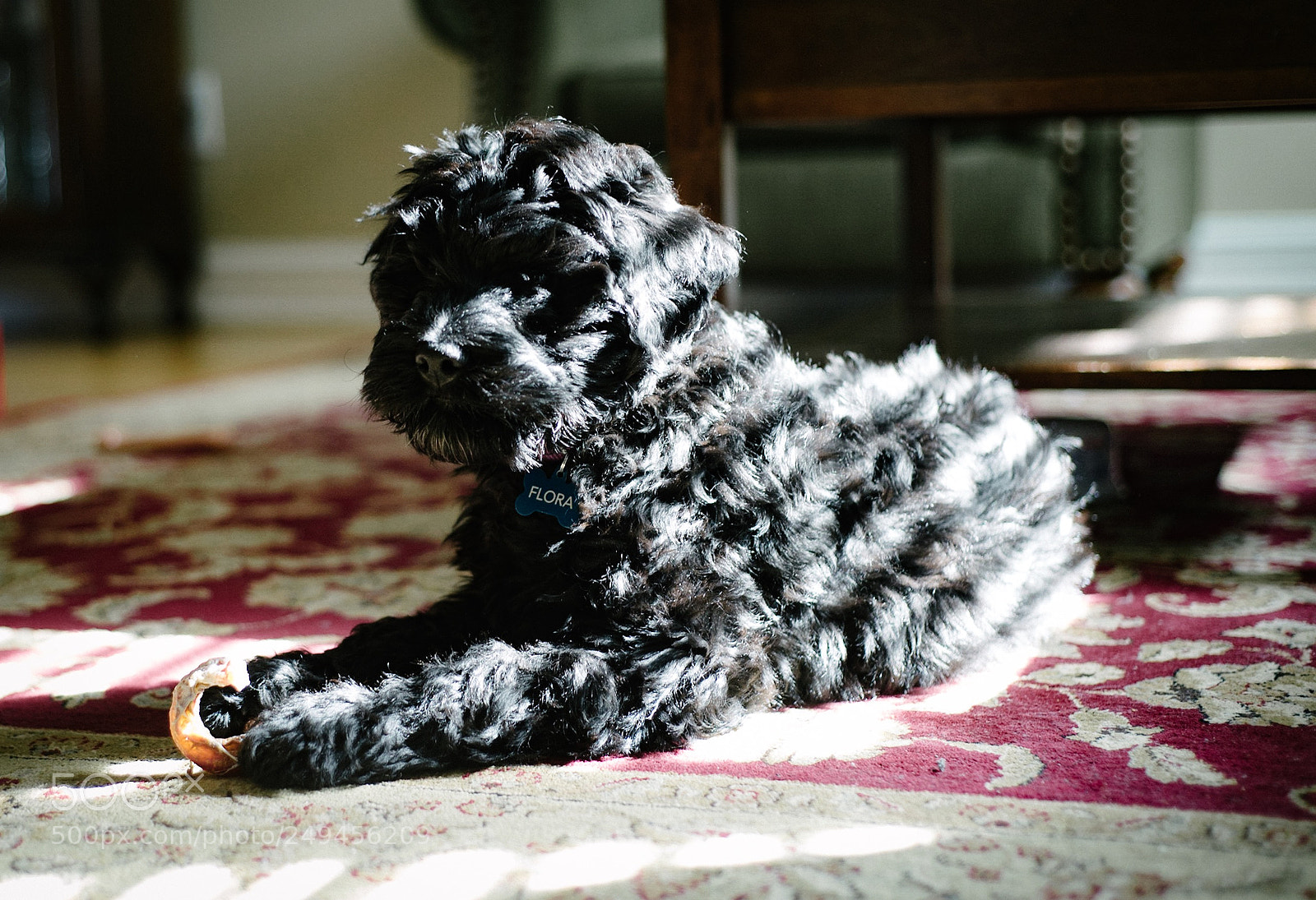 Nikon D600 sample photo. Portuguese water dog photography