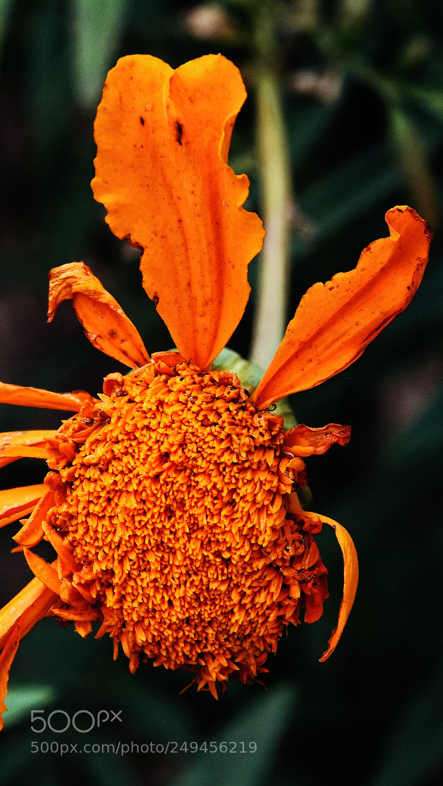 Nikon D7100 sample photo. Untitled photography
