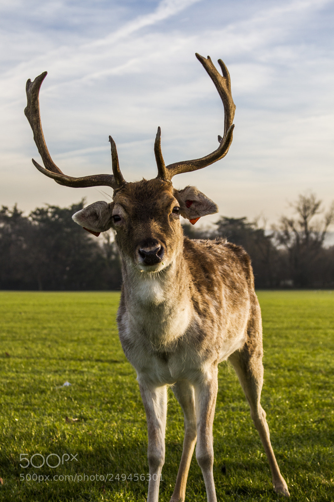 Canon EOS 7D sample photo. Friendly photogenic deer photography