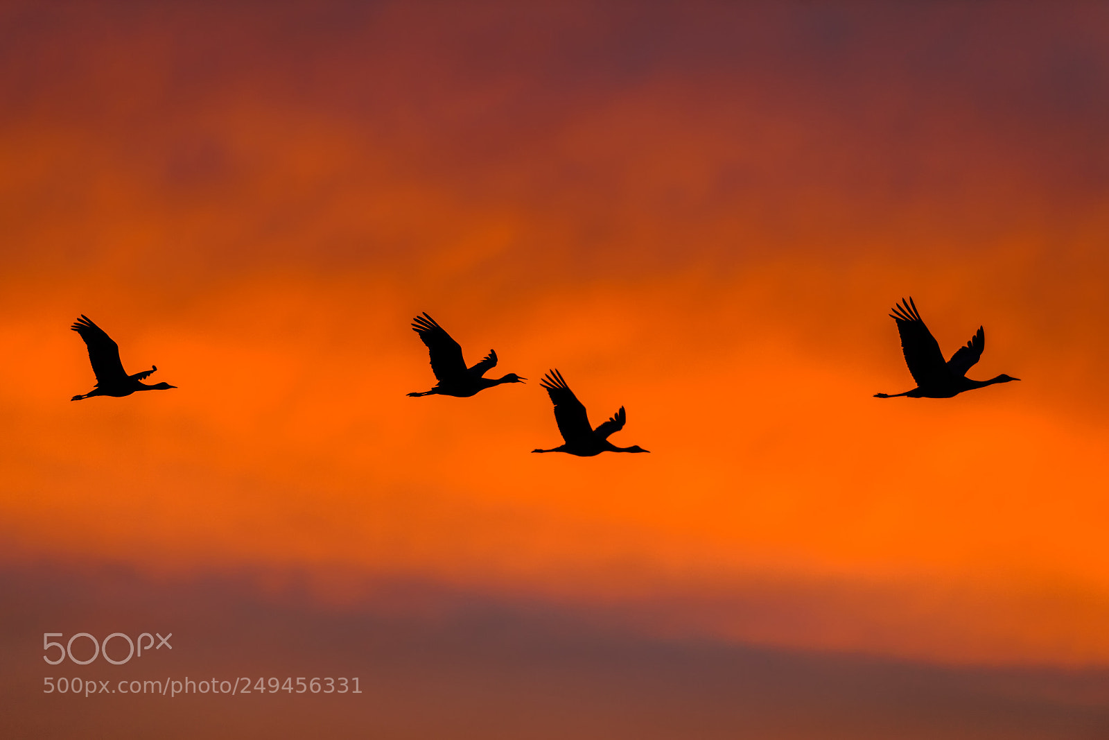 Nikon D5 sample photo. Sandhill cranes in flight photography
