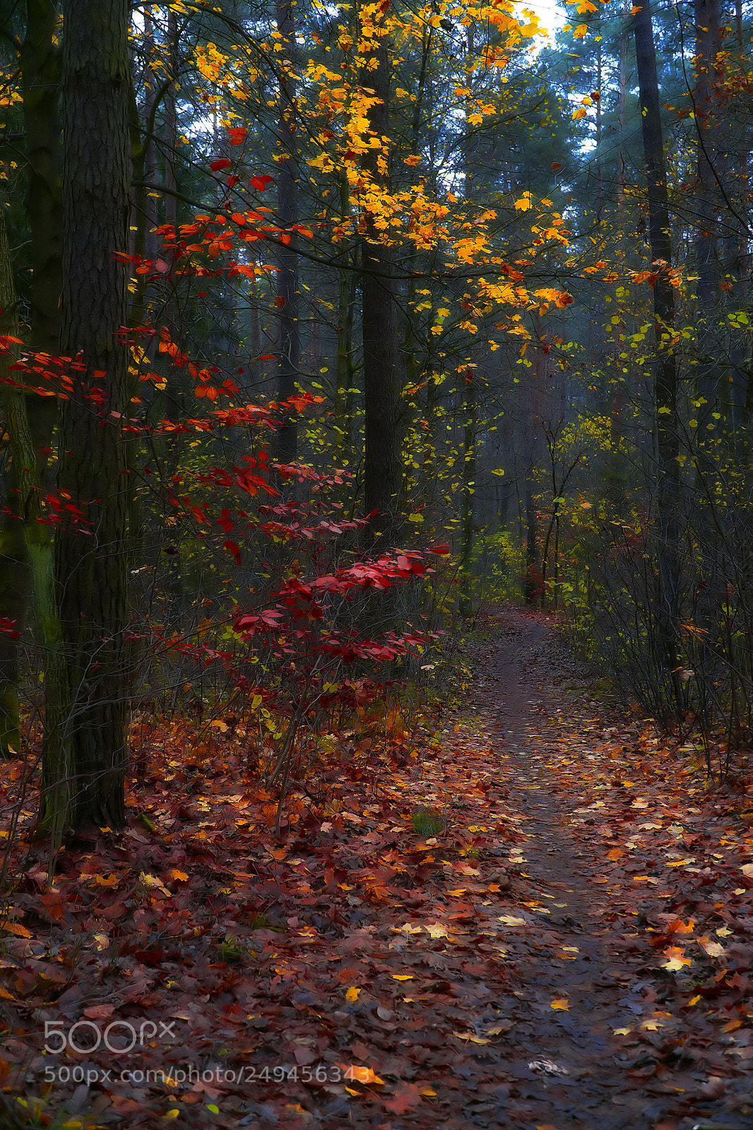 Sony a6000 sample photo. Autumn forest photography