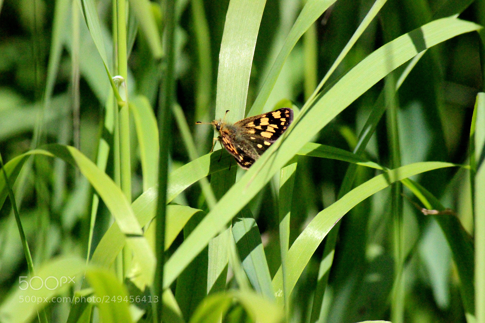 Canon EOS 600D (Rebel EOS T3i / EOS Kiss X5) sample photo. Img photography