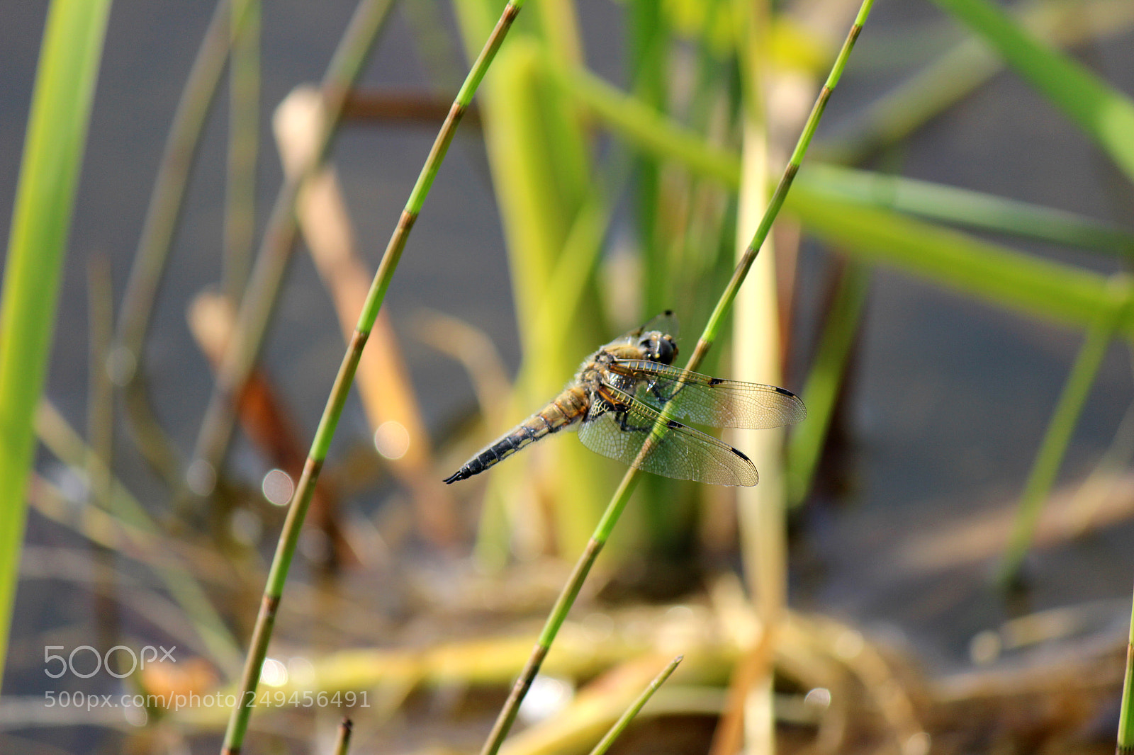 Canon EOS 600D (Rebel EOS T3i / EOS Kiss X5) sample photo. Img photography