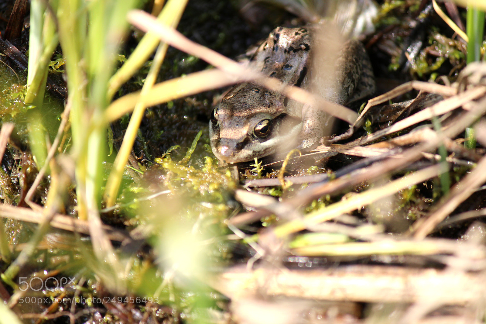 Canon EOS 600D (Rebel EOS T3i / EOS Kiss X5) sample photo. Img photography