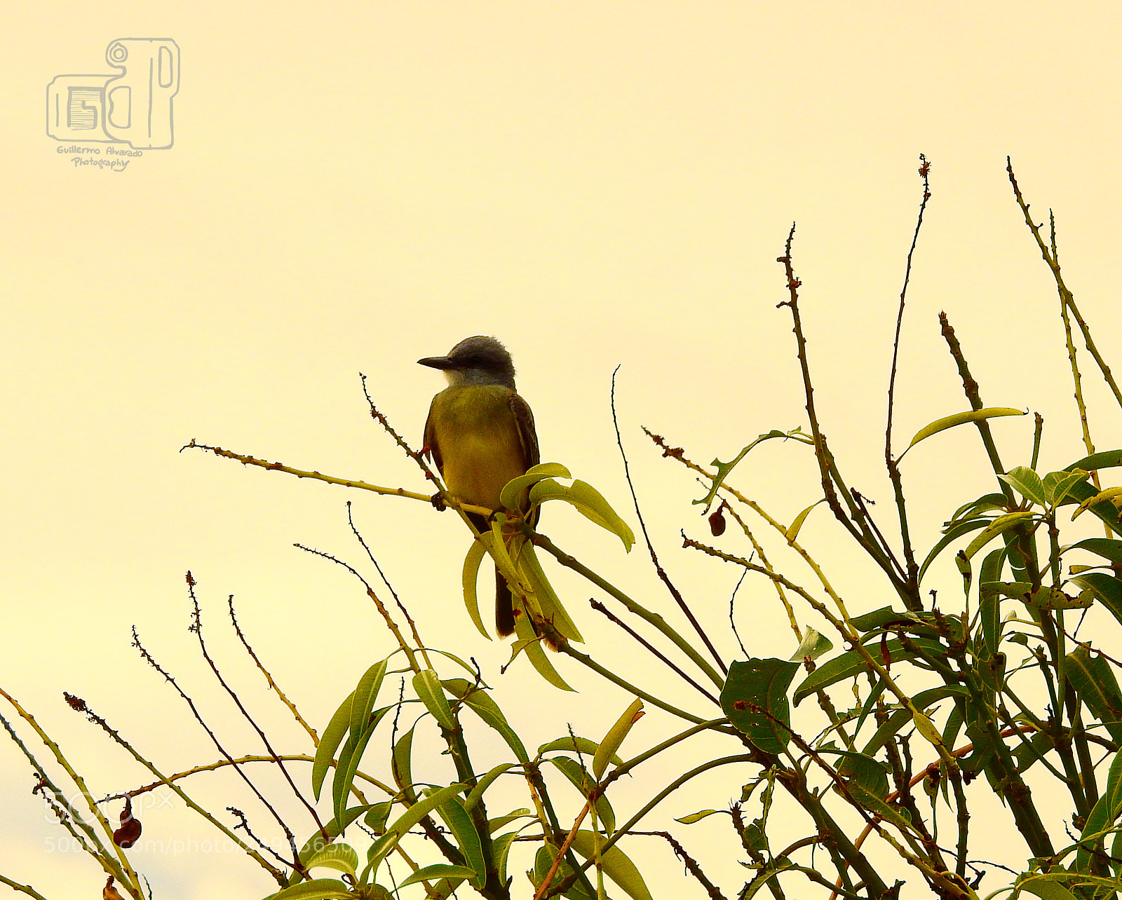 Nikon Coolpix P900 sample photo. Bird photography