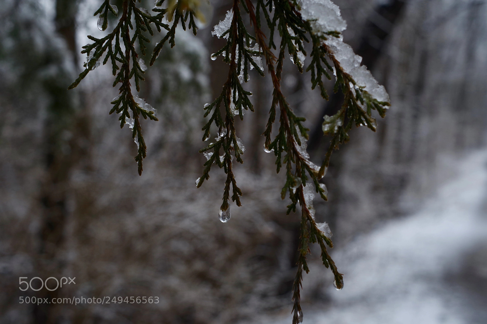 Pentax KP sample photo. Untitled photography