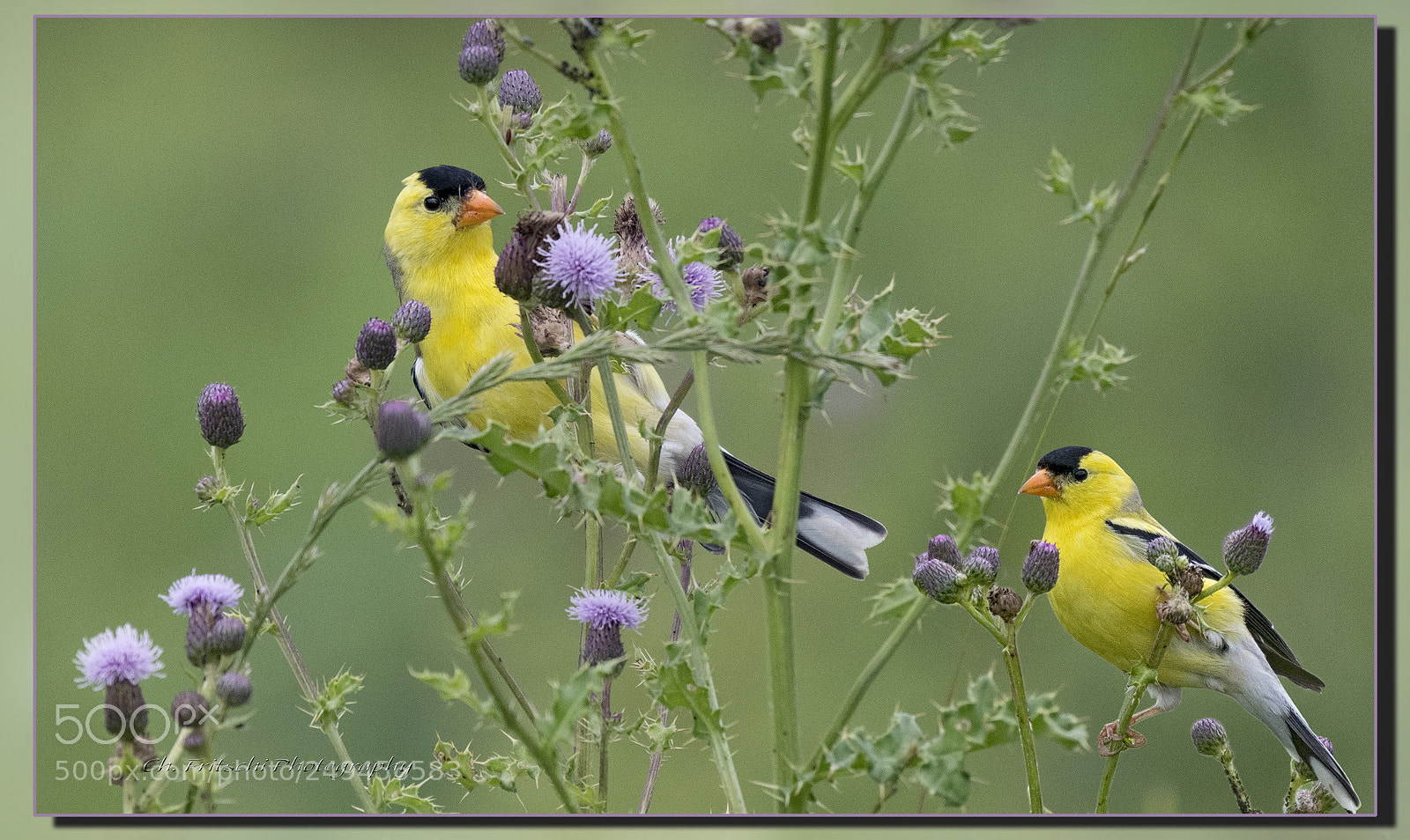 Nikon D500 sample photo. Goldfinches photography