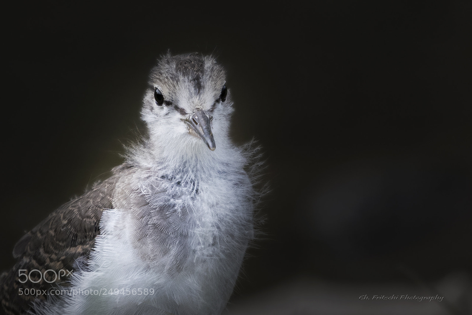 Nikon D7500 sample photo. Baby spotted sandpiper photography