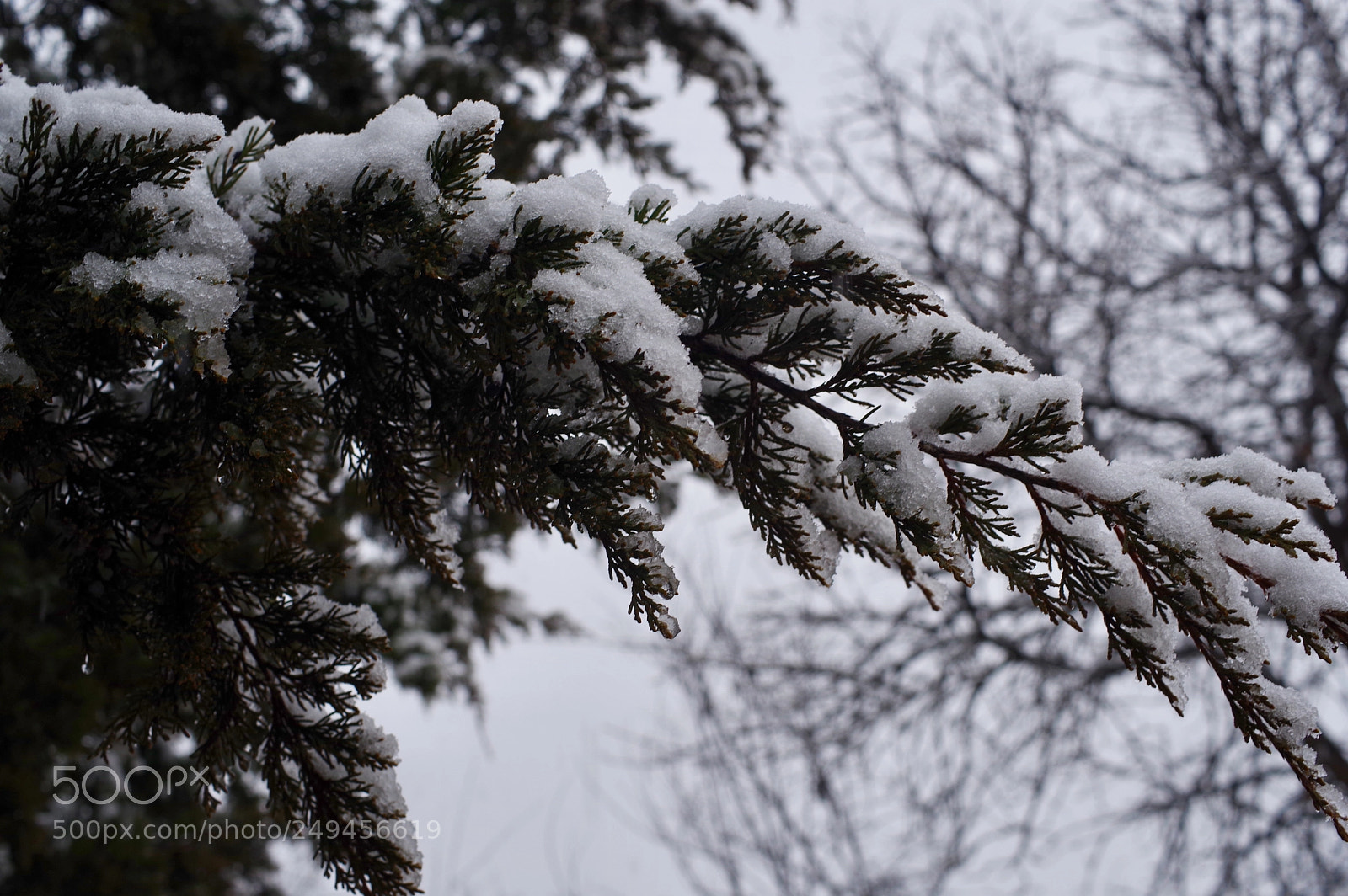 Pentax KP sample photo. Untitled photography