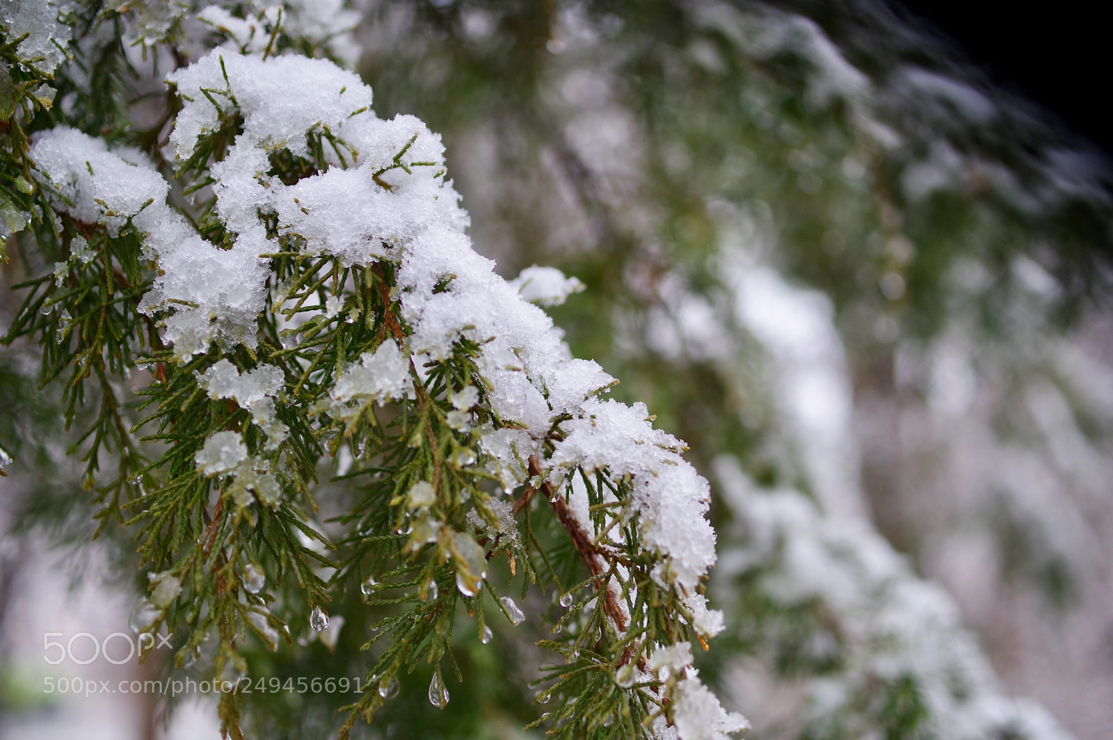 Pentax KP sample photo. Untitled photography