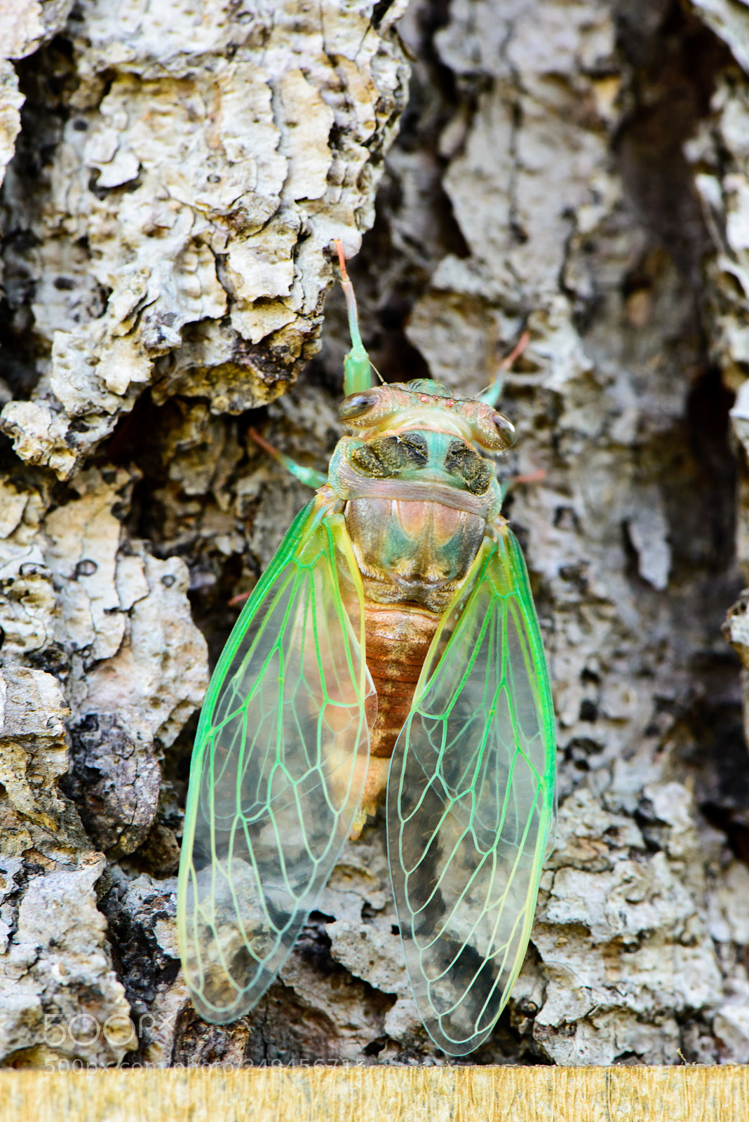 Nikon D610 sample photo. Untitled photography
