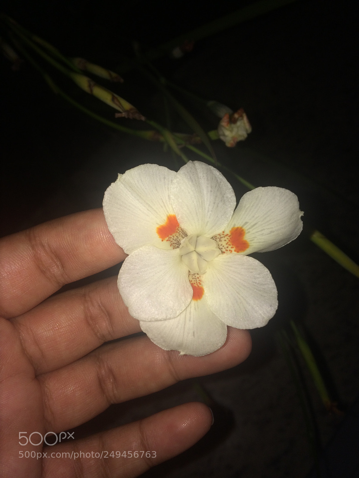 Apple iPhone 5s sample photo. Untitled photography