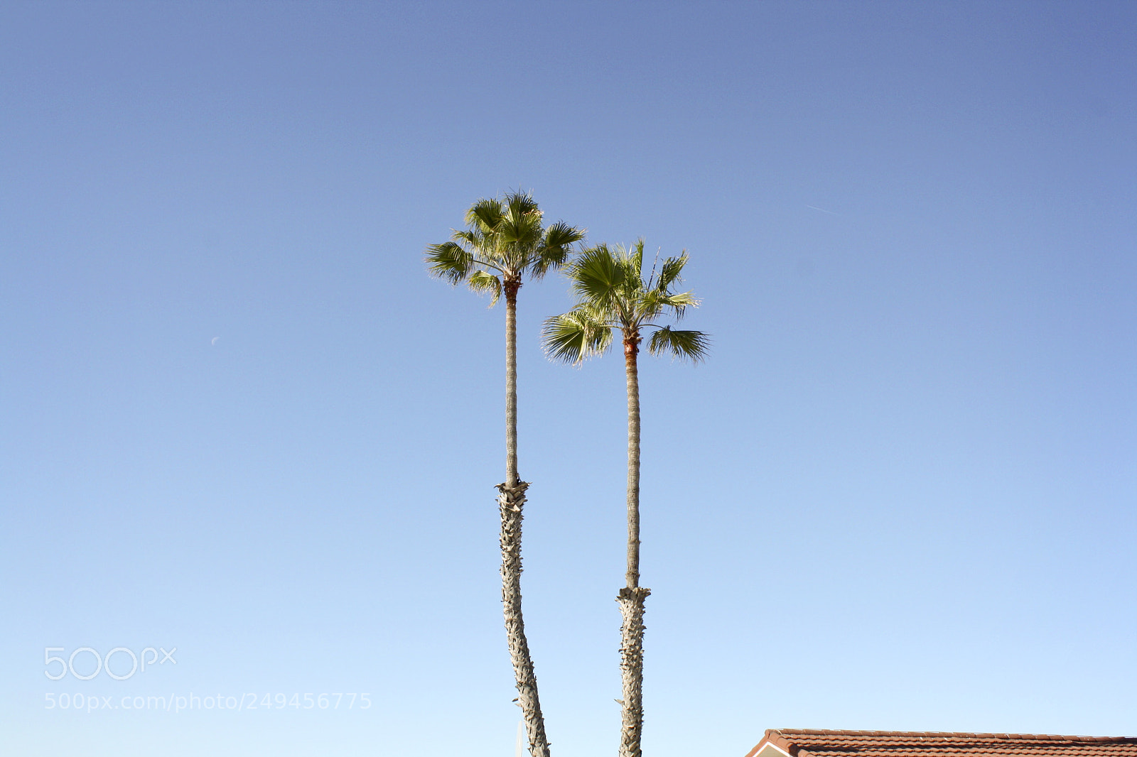 Canon EOS 1000D (EOS Digital Rebel XS / EOS Kiss F) sample photo. Tree simplicity photography